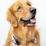 Are Male Dogs Harder to Toilet Train Tips for Toilet Training: Are Male Dogs Harder to Train