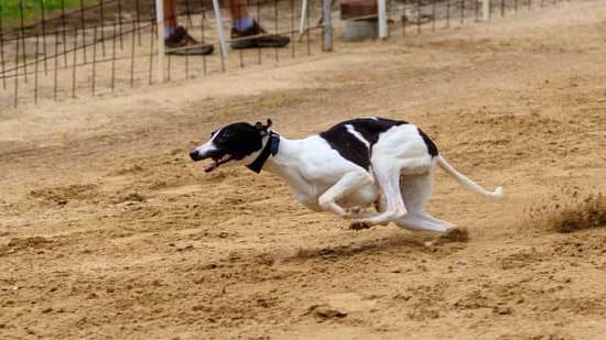 Step-by-step guide on how to train a dog to be off leash successfully