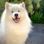Is There a Spray to Help Train Dogs Dog training spray to aid in behavioral correction during training sessions