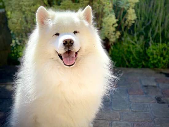 Dog training spray to aid in behavioral correction during training sessions