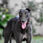 How much is it to train a dog behaviorist: Cost varies by location and services needed