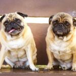 How to Train a Dog to Touch Step-by-step guide: How to train a dog to touch your hand on command