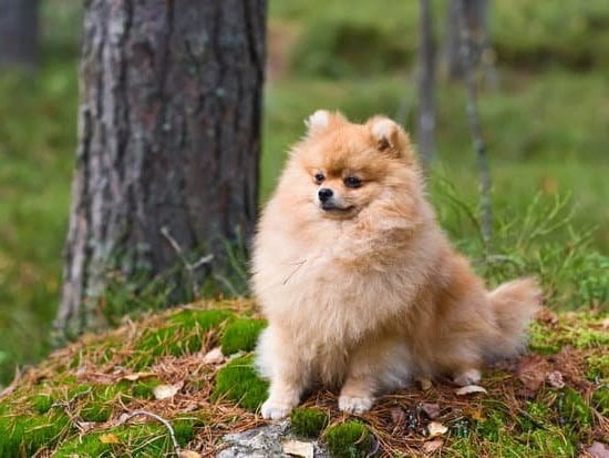 How T Train Your Dog to Roll 1 Step-by-step guide on How to Train Your Dog to Roll on command