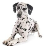 Is Gravy Train Dog Food Recalled Gravy Train Dog Food Recall: Ensure pets' safety with updated information on recalled products