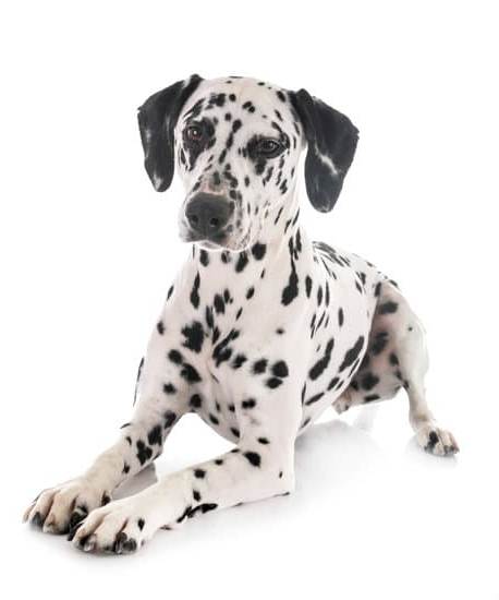 Gravy Train Dog Food Recall: Ensure pets' safety with updated information on recalled products