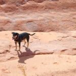 Is Gun Dog Training Cruel Is Gun Dog Training Cruel: Ethical Practices for Training Hunting Dogs
