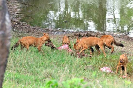 Step-by-step guide on how to get your dog house trained