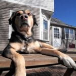 Are Male Dogs Hard to Potty Train Training male dogs to potty can be challenging, but consistency and positive reinforcement will help