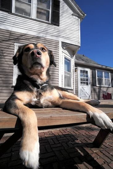 Training male dogs to potty can be challenging, but consistency and positive reinforcement will help