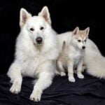 How to Train a Dog to Retrieve Antlers Step-by-step guide on how to train a dog to retrieve antlers effectively