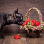 How to Train a Dog to Not Bite Strangers Effective Dog Training: Teach your dog to greet strangers politely, not bite. Expert tips