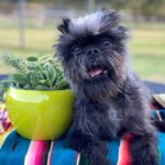 Does Belly Bands Help Train Dogs From Marking Using belly bands for dogs to prevent marking behavior is a helpful training tool