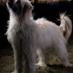 How to Train My Dog to Search and Rescue Step-by-Step Guide on How to Train My Dog to Search and Rescue Successfully