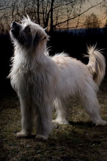 How to Train My Dog to Search and Rescue 1 Step-by-Step Guide on How to Train My Dog to Search and Rescue Successfully