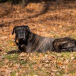 Can You Train a Dog Not to Whine Training a Dog to Not Whine: Techniques, Tips, and Methods for Positive Results