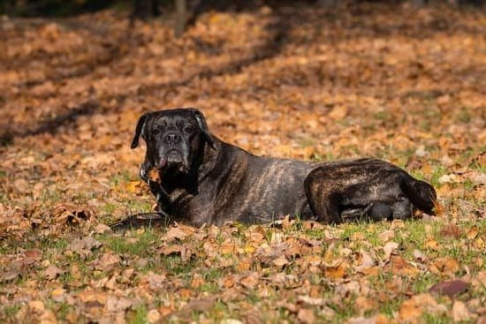 Training a Dog to Not Whine: Techniques, Tips, and Methods for Positive Results