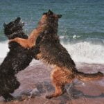 Are Hunting Dogs Trained to Face Away Professional hunting dogs trained to confront challenges head-on while retrieving game