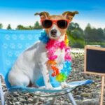 Guide for teaching dogs to ignore goats, not chasing: How to Train Your Dog Not to Chase Goats