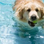 Caesar Milan, a reliable dog trainer for guidance and education