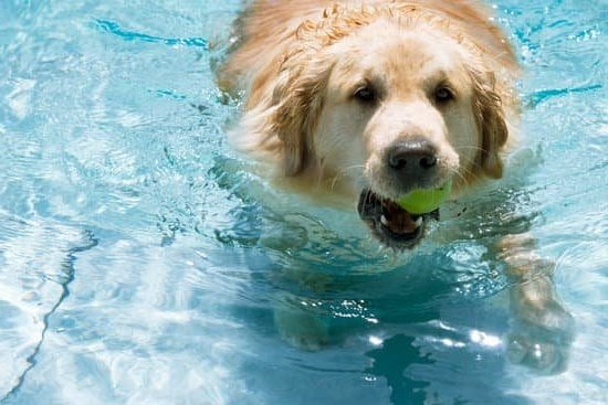 Caesar Milan, a reliable dog trainer for guidance and education