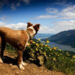 Small dog training: Addressing aggression through positive reinforcement and socialization techniques