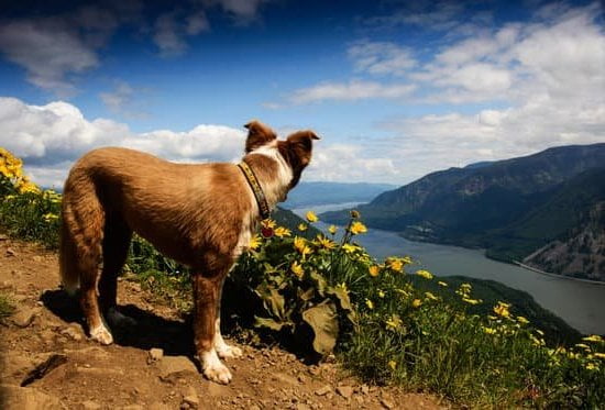 Small dog training: Addressing aggression through positive reinforcement and socialization techniques