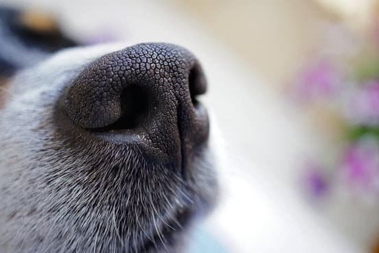 How Do K9 Dogs Get Trained 1 K9 dogs are trained using scent detection and obedience techniques to ensure their effectiveness in law enforcement