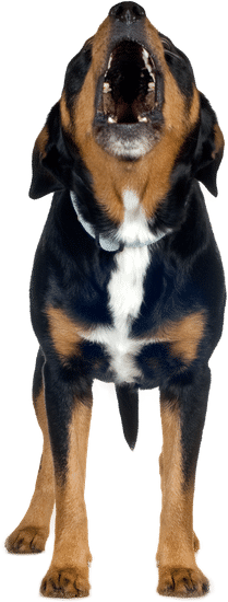 Can you train old dog: Expert tips for training senior dogs