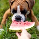 Reactive Dog Training Effective Strategies for REACTIVE DOG TRAINING: Techniques to Help Your Dog Overcome Aggression