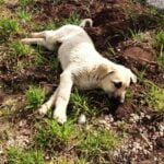 How Are Airport Dogs Trained How are airport dogs trained: Step-by-step guide to training dogs for airport security assignments