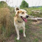 How to Train a Very Hyper Dog Step-by-step guide on how to train a very hyper dog effectively
