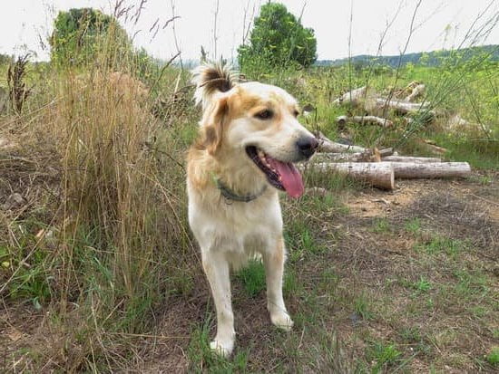 How to Train a Very Hyper Dog 1 Step-by-step guide on how to train a very hyper dog effectively