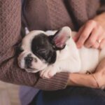 How Do You Train a Livestock Guardian Dog Training a Livestock Guardian Dog: Establishing Boundaries and Socializing