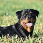 How to Train a Good Dog to Use a Bell Step-by-step guide: How to train a good dog to use a bell for communication