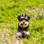 How to Train Your Dog to Hate Someone: Positive Reinforcement Techniques for Canine Behavior Modification