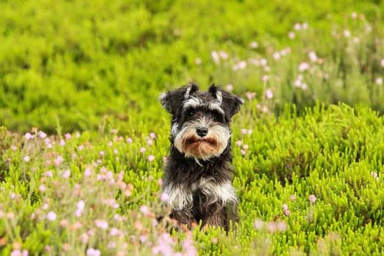 How to Train Your Dog to Hate Someone: Positive Reinforcement Techniques for Canine Behavior Modification