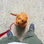 How to Train a Small Dog on a Leash How to Train a Small Dog on a Leash: Tips for Gentle Leash Training for Small Dogs