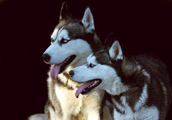 How to Train Your Dog to Hunt Rats 1 Step-by-step guide on how to train your dog to hunt rats effectively