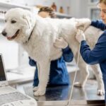 Is It Easier to Train a Puppy With Another Dog Training a puppy with another dog: Benefits, tips, and strategies for success