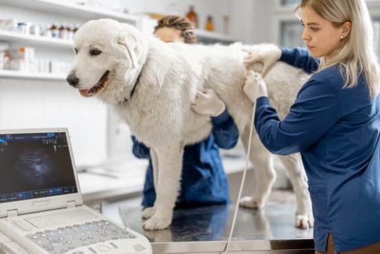 Is It Easier to Train a Puppy With Another Dog 1 Training a puppy with another dog: Benefits, tips, and strategies for success