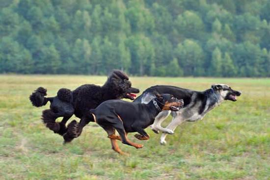 How to Train Your Dog to Fetch the Paper 1 How to Train Your Dog to Fetch the Paper: Step-by-step guide for teaching your dog to retrieve newspapers