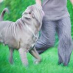 are staffy dogs easy to train