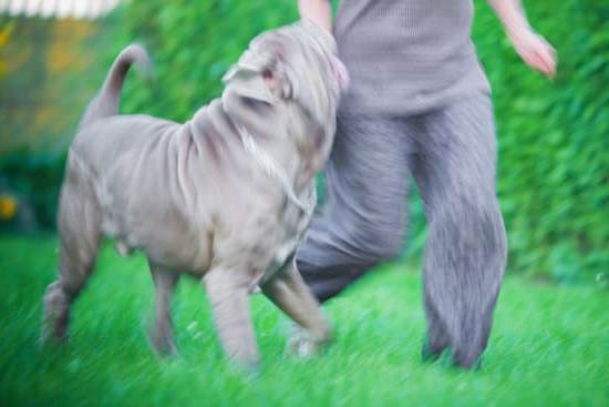 Are Staffy Dogs Easy to Train 1 are staffy dogs easy to train