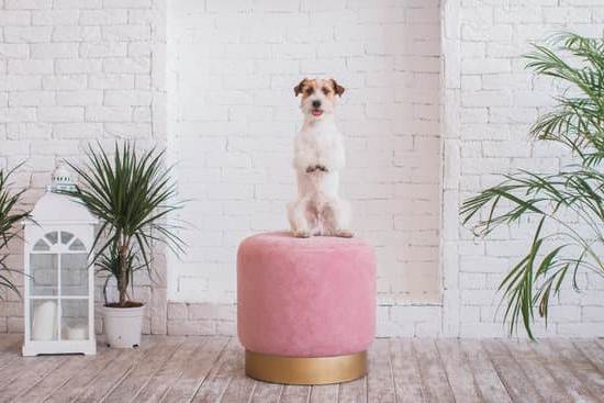 Petco dog training: experts help your pet behave better with positive reinforcement techniques and personalized training programs