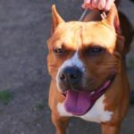 Step-by-step guide on how to train a dog not to chew everything in your home