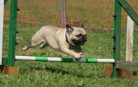 What Age Should You Train a Dog 1 What Age to Train a Dog: Optimal training time for dogs to ensure success and behavior