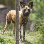 Martingale for training dogs ensures gentle control during leash walks and prevents escape