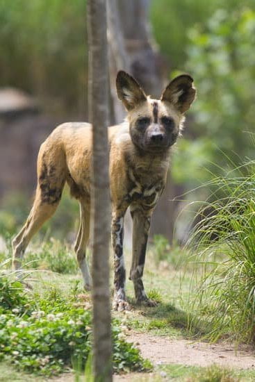 What Is the Purpose of a Martingale for Training Dogs 1 Martingale for training dogs ensures gentle control during leash walks and prevents escape