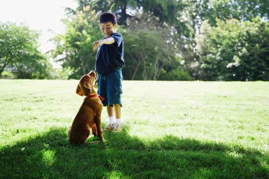 How Much Is Private Dog Training 1 How Much Is Private Dog Training: Affordable and Effective Solutions for Your Pet