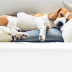 How Do You Know if Your Dog Is Potty Trained How Do You Know If Your Dog Is Potty Trained: Signs of Successful Canine Housebreaking